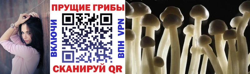 где купить наркоту  Карасук  Галлюциногенные грибы GOLDEN TEACHER 